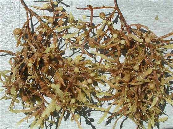 Sargassum algae — sometimes called sea holly or Gulf weed — is key to hundreds of species of marine life in the Gulf. The oil spill is threatening to suffocate some patches, dealing a blow to fisheries and the ecosystem that scientists say may take years to recover.